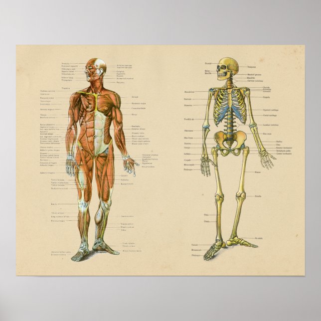 Vintage Skelton-Anatomie Poster (Vorne)