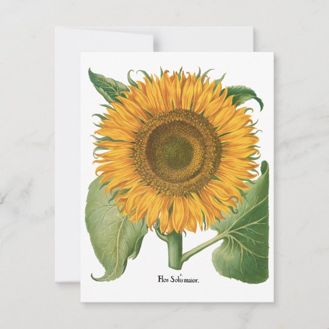 Vintage Sonnenblume Blume von Basilius Besler (Vorderseite)