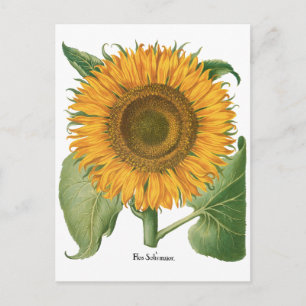 Vintage Sonnenblume Blume von Basilius Besler Postkarte