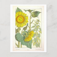 Vintage Sonnenblume Botanische Illustration