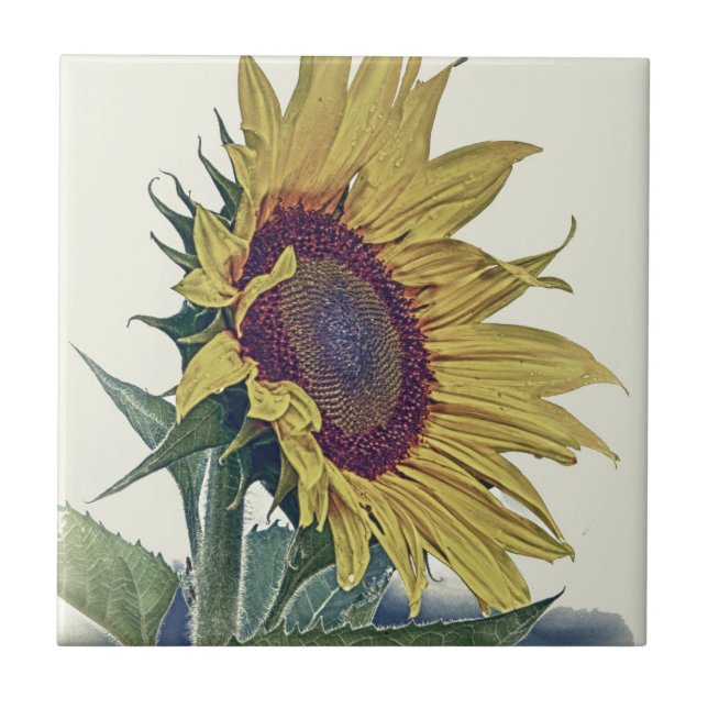 Vintage Sonnenblume-ursprünglicher schäbiger alte Fliese (Vorderseite)