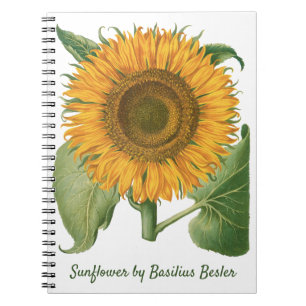 Vintage-Sonnenblume von Basilius Besler Notizblock