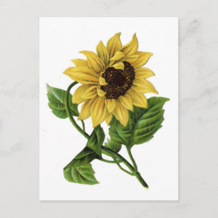 Vintage Sonnenblume Zeichnend Keramik Postkarte