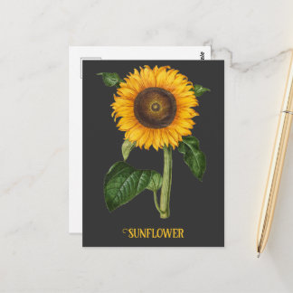 Vintage-Sonnenblumen-Botanische Kunst von Merian Postkarte