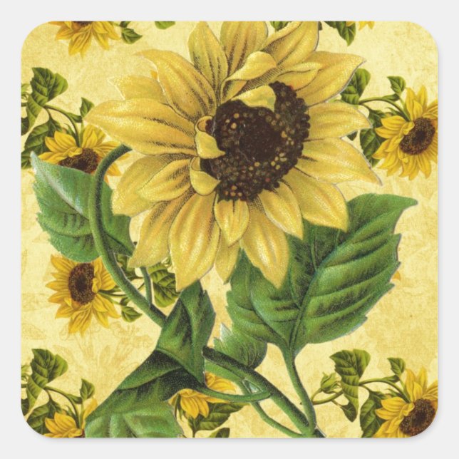 Vintage Sonnenblumen Quadratischer Aufkleber (Vorderseite)