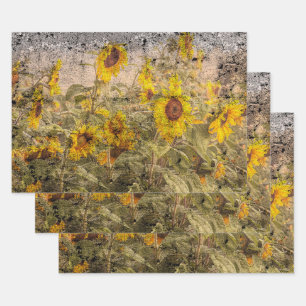 Vintage Sonnenblumenfelgelbe Grunge Textur Geschenkpapier Set