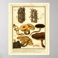 Vintage Sorten von Pilzen Französische Kunstdrucke