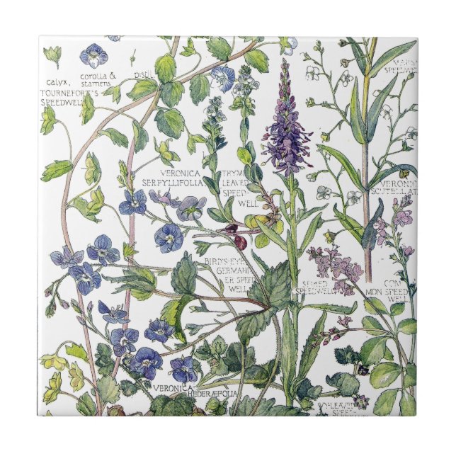 Vintage Speedwell Wildblume-Blumen-Fliese Fliese (Vorderseite)