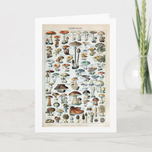 Vintage-Speisepilz-Diagramm Karte