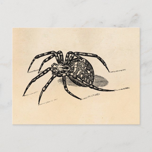 Vintage Spider Illustration Spiders Template für d Postkarte (Vorderseite)