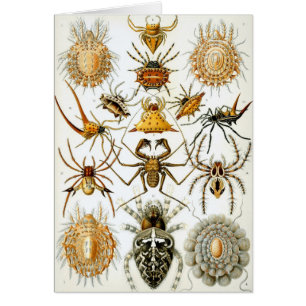 Vintage Spinnen oder Arachniden von Ernst Haeckel