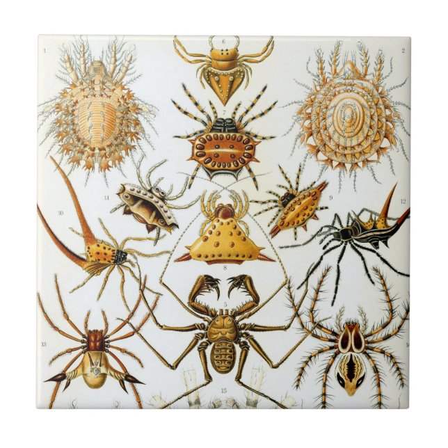 Vintage Spinnen oder Arachniden von Ernst Haeckel Fliese (Vorderseite)