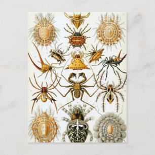 Vintage Spinnen oder Arachniden von Ernst Haeckel Postkarte