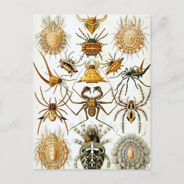 Vintage Spinnen oder Arachniden von Ernst Haeckel Postkarte (Vorderseite)