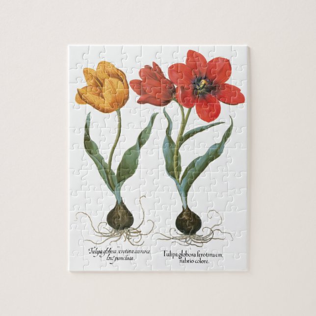 Vintage Spring Tulip Blume von Basilius Besler (Vertikal)