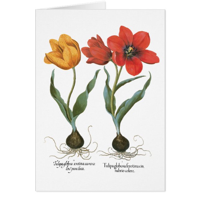 Vintage Spring Tulip Blume von Basilius Besler (Vorne)