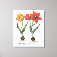 Vintage Spring Tulip Blume von Basilius Besler