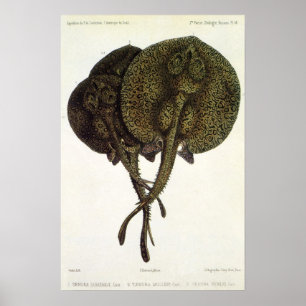 Vintage Stachelrochen Stachelstrahlen, Meerestiere Poster