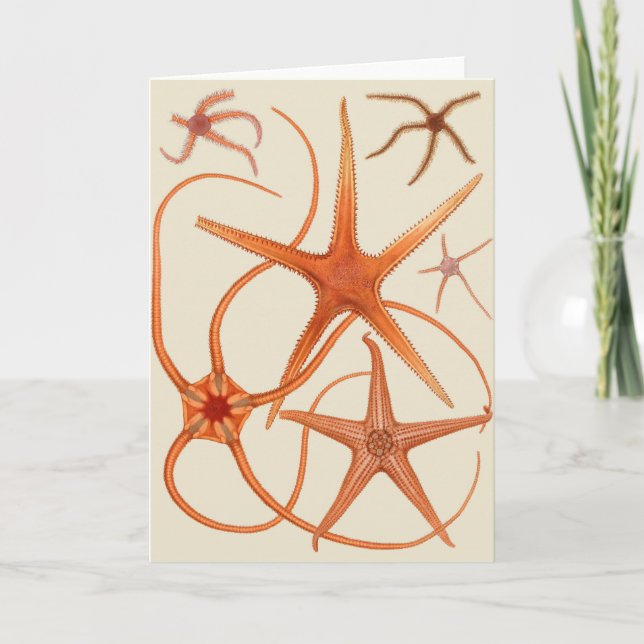 Vintage Starfish Illustration Karte (Vorderseite)