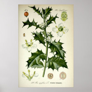 Vintage-Stechapfel-Botanik-Kunst Poster