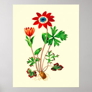 Vintage Stern-Anemone-Blume Poster