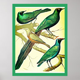 Vintage Sterne und Mynah-Vögel Poster