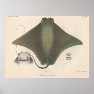 Vintage Stingray Illustration (1863) Poster