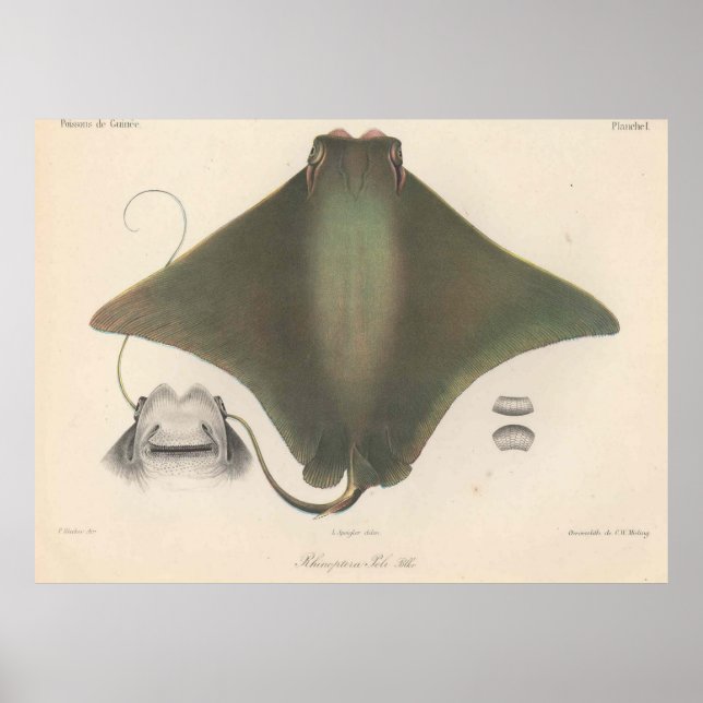 Vintage Stingray Illustration (1863) Poster (Vorne)
