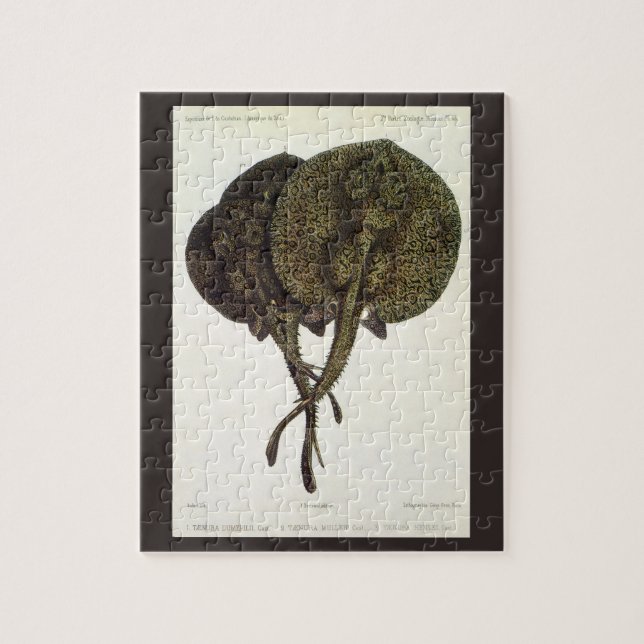 Vintage Stingrochen, Meerestiere (Vertikal)