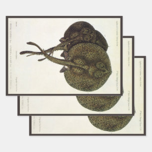 Vintage Stingrochen, Meerestiere Geschenkpapier Set