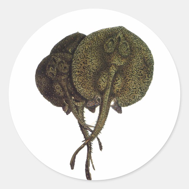 Vintage Stingrochen, Meerestiere Runder Aufkleber (Vorderseite)