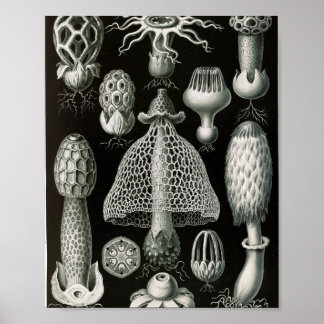 Vintage Stinkhorn-Pilze Wissenschaftliche Illustra Poster