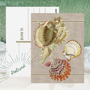 Vintage-Strand-Muschel-Postkarte Postkarte