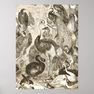 Vintage-Strauß-Illustration Struthio camelus Poster