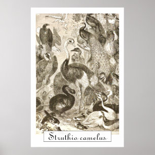 Vintage StraußenIllustration Struthio camelus Poster