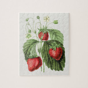 Vintage Strawberry-Illustration