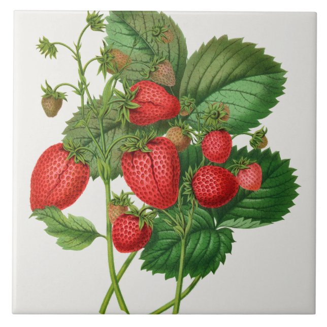 Vintage Strawberry-Illustration Fliese (Vorderseite)