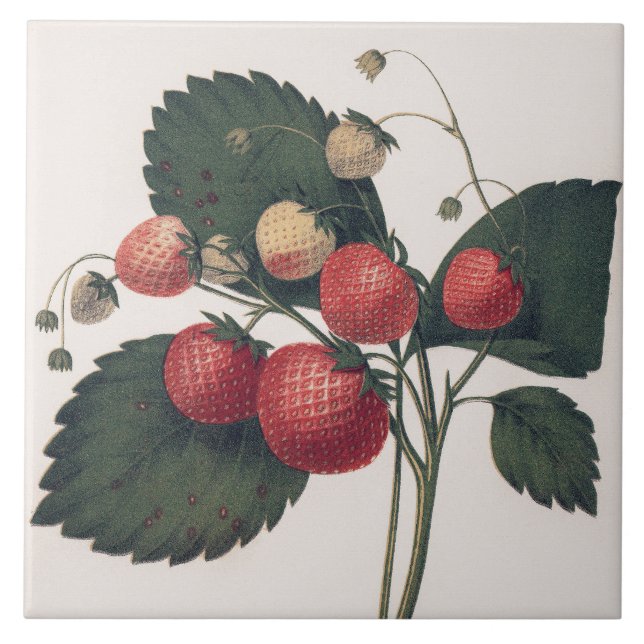 Vintage Strawberry-Illustration Fliese (Vorderseite)