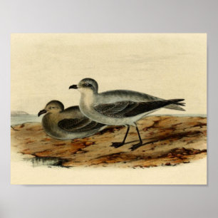 Vintage-Sturmwellenläufer-Vogel Poster