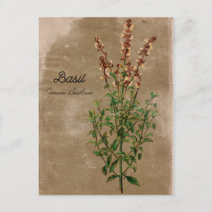 Vintage Style Basilikum-Kraut Postkarte