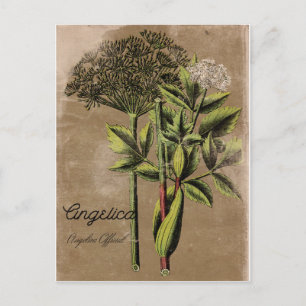 Vintage Style Engelwurz-Pflanze Postkarte