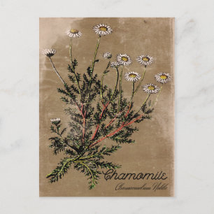 Vintage Style Kamillenblüten Postkarte