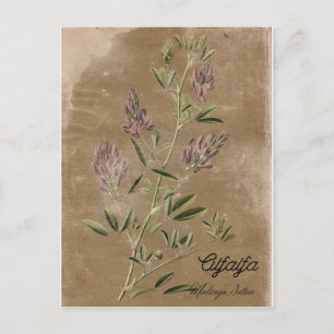 Vintage Style Luzerne Pflanze Postkarte