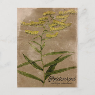 Vintage-Style-Postkarte mit Goldenrod-Blüten Postkarte