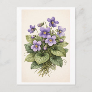 Vintage-Style Veilchen Botanische Illustration Postkarte