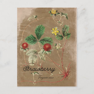Vintage Style Wilde Erdbeere Postkarte