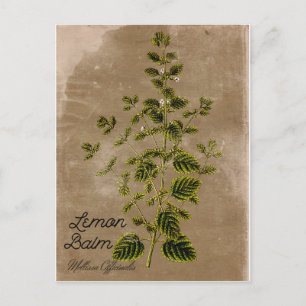 Vintage Style Zitronenmelisse Postkarte