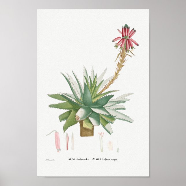 Vintage Sukkulente Illustration Poster (Vorne)