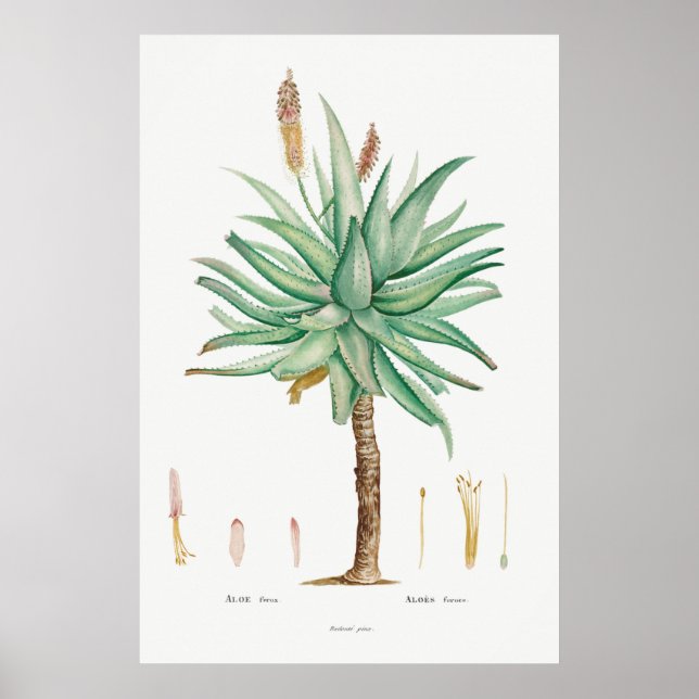 Vintage Sukkulente Illustration Poster (Vorne)