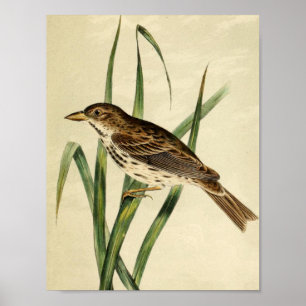 Vintage Sumpfschwalbe Poster